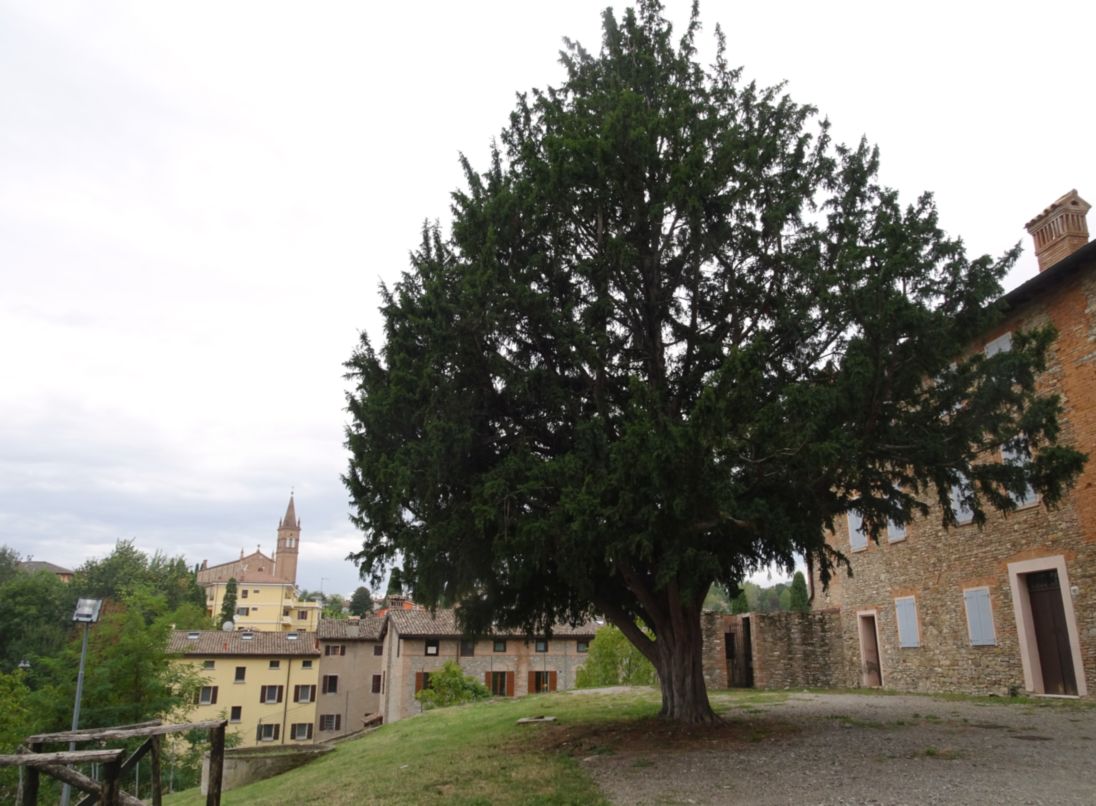 Tasso_Castelvetro di Modena_Ghedini(3)